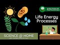 Life Energy Processes - Science @ Home (Biology)