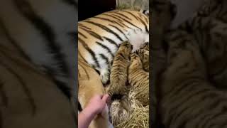 Bengal Tiger Mother With Little Cubs | Nouman Hassan | #tiger #lion