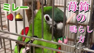 ミレーの苺鈴の鳴らし方