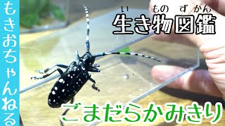 【生き物図鑑】ゴマダラカミキリを紹介！