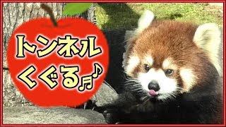 レッサーパンダのりんごタイム 咲弥ちゃんが土管をくぐる！天王寺動物園 Red panda's apple time  “Sakuya” goes through the earth pipe!