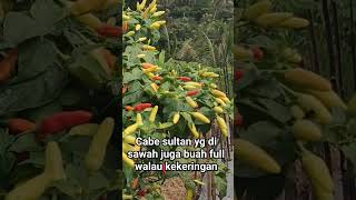 Ini dia bibit cabe trobosan terbaru sultan