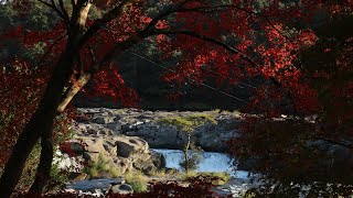 【令和二年】２０２０年１１月１５日「曽木の滝」の紅葉見頃