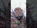 7 Big Cat Sound _ Tiger - Lion - Cheetah - Leopard - Jaguar - Cougar - Roar  Growl  Chirp Hiss Purr