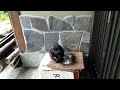 子猫が庭に　最終回