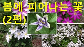 봄에피어나는꽃 (2편). Flowers blooming in the spring (Part 2).