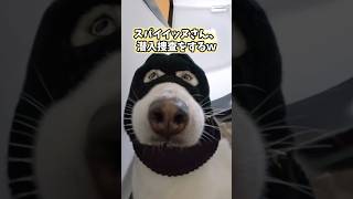 イッヌの動画見てニヤけたら負けwww #犬 #犬のいる暮らし #犬のいる生活 #いぬ #可愛い #かわいい #癒し #ペット #動物 #2ch #shorts