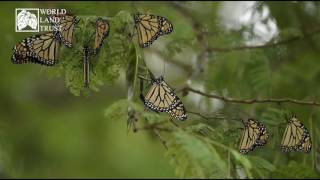 #WLTProjectArea: Take a tour of Mexico's Sierra Gorda Biosphere Reserve