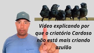 Criatório Cardoso explicando por que não cria mais azulão