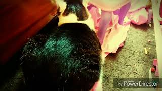Talking Kitty Cat #1: Wake Up, Kitty!