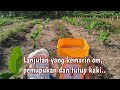 PEMUPUKAN PISANG PERTAMA SETELAH TANAM PART 1