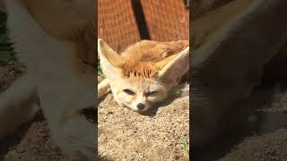 #shorts その寝姿カワイ過ぎ！　フェネック　埼玉県こども動物自然公園にて　2022年6月4日