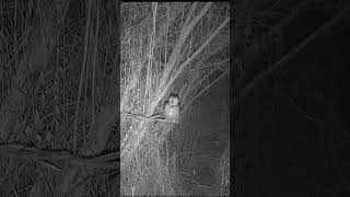Night Vison on the Live Cams