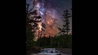 nature night sounds video | relaxing nature night sounds whatsapp status video | trees | #moon