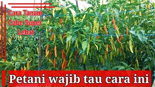 RAHASIA TANAM CABE DI MUSIM HUJAN, Cara Menanam Cabe Rawit.