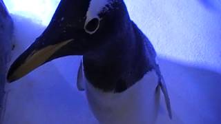 Große Pinguin - Vorfreude im SEA LIFE Abenteuer Park