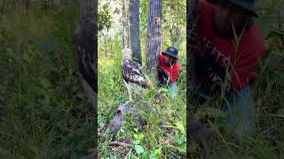 Best Eagle In The Forests part 01. #beautifulanimals #birds #budgiestote #eagle #eagleowl