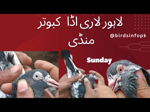 Lahore Lari Adda Sunday Kabootar Mandi Youtube