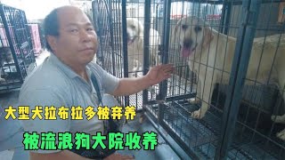 家养大型2只拉布拉多，因平房动迁，无处饲养，被救助站收留 Dog rescue in China 20220717