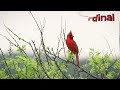 listen to the calls of a male northern cardinal