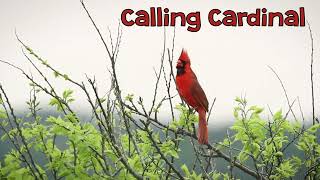 Listen to the Calls of a Male Northern Cardinal