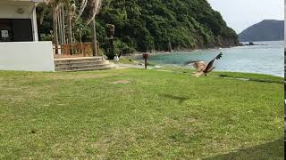 Fukuoka Hawk diving for bread and missing