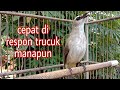 trucuk diam/malas bunyi 💯% langsung nyaut ribut mendengar suara panggilan trucuk ini