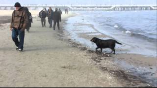 Zakaz wprowadzania psów na plażę w Sopocie