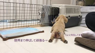 【続：子犬とクレート練習】眠いけど寝たくないと駄々をこねるダックス