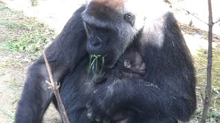 ('19/1/14)暖かい日はお外でランチ〜ゲンキと息子達 2⭐️ゴリラ【京都市動物園】Gorilla /   Genki who has lunch outside on a warm day