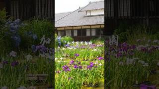 【掛川】加茂荘花鳥園「花菖蒲とあじさいの楽園」