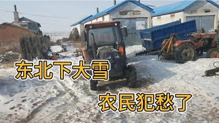 东北当地又下雪了，开三轮车到地里看自家大棚，结果一看傻眼了