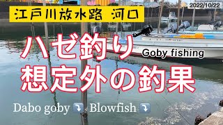 『江戸川放水路河口 市川港』ハゼ釣り 想定外の釣果となりました…10/22#江戸川放水路#ハゼ釣り#gobyfishing