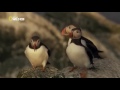 Wildlife Animals Documentary Scotland The Western Isles Nat Geo Wild National Geographic Discovery