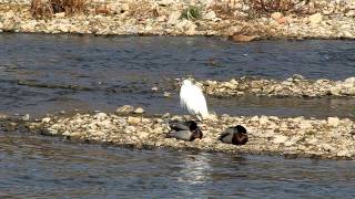 a egret and sleeping mallards (백로와 잠자는 오리들) - ②