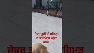 ਮੈਨੂੰ ਤਾਂ ਇਹ ਗੱਲ ਠੀਕ ਲਗਦੀ ਆ #dog #doglover #punjabi #punjabipost #trendingshorts ੨#viralshort