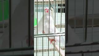 文鳥窩-有陽光時就要多「晒太陽」，讓鳥寶們補充天然的維生素D，維生素D有「陽光維生素」之稱，能夠透過足夠的日曬自然合成維生素D，足夠的維生素D也是鳥寶們身體不可或缺的營養素～☀️  #有空就晒鳥吧