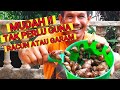 Cara mudah mengawal populasi siput babi