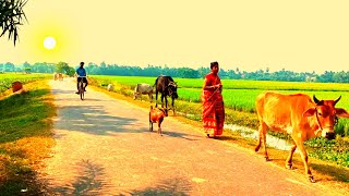 প্রাকৃতিক সৌন্দর্য ও গ্রাম বাংলার অপরূপ সুন্দর দৃশ্য/beauty lifestyle in village