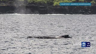 Rare sighting of a humpback whale off Kona