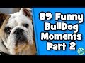 The Funniest English Bulldog Videos Of 2019 Weekly Compilation | DoggOwner