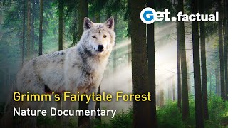 Grimms' Forest: The Nature of Fairy Tales | Full Documentary
