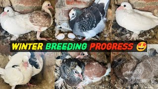 winter kabutar Breeding progress 🤩 || My pigeon Breeding progress 🥚🐥 || omg 😱 itne jyada