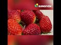 Sungiven Korean Strawberry