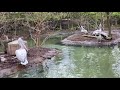 dalmatian pelicans and animal adaptations