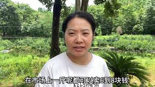 卖果苗的老板果然没骗人，花高价买的就是不一样，一棵能结400斤