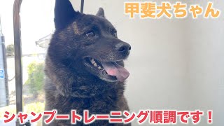 【シャンプー】シャンプートレーニングが順調に進んでいる甲斐犬ちゃん！【寅次くん】2022年4月9日(日)