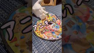 キャッチミーイフユーキャンに興奮する猫。#shorts#猫#猫動画