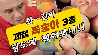 제철진짜 복숭아 3종세트 | 당도계 찍어 본 복숭아 3종 브릭스성적표 | 바로 지금이 복숭아 제철 | 어떤게 맛있는 복숭아 일까?