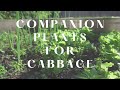 Cabbage Companion Plants